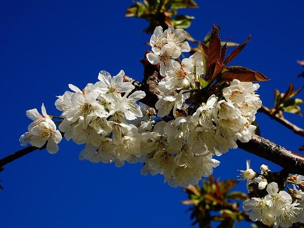 Fleurs de cerisier