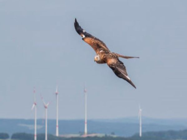 La levée de l’interdiction du fonctionnement diurne du parc éolien de la Baume porte une atteinte excessive à la conservation du vautour moine, espèce protégée menacée d’extinction