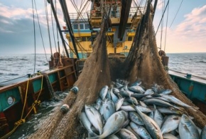 L’attribution des sous-quotas de pêche de thon rouge en zone océan Atlantique et Méditerranée doit intégrer un critère environnemental.
